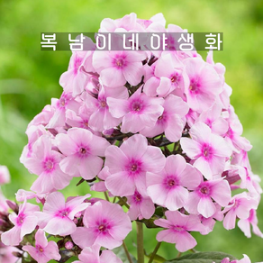 프록스 브라이트 아이즈 [1포트 복남이네야생화 모종 플록스 phlox]