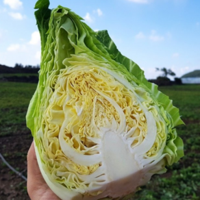 제철 햇 고깔양배추로 샐러드 토스트 얼마나 맛있게요!, 1박스, 3kg