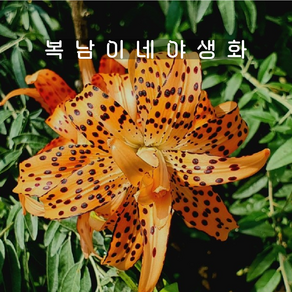 겹참나리 [2포트 복남이네야생화 모종 나리꽃 타이거 릴리 백합 릴리움 lilium]