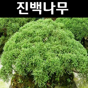 진백 나무 묘목 H40~50cm 분묘1개, 1개