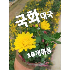 가을국화-대국 10개묶음/잎보다 큰꽃잎이 최고죠