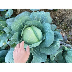 [진심상회] 친환경 양배추 1kg내외(1~2통) / 3kg내외(2~3통) / 5kg내외(3~5통) 무농약, 1kg, 1박스