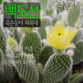 [허브여울선인장] 백도선 묵은둥이 외목대 (토끼선인장) 지름 9cm 소품다육화분, 1개