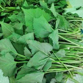 국내산 지리산 산지직송 부지깽이 생취나물, 1박스, 4kg