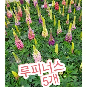 루피너스 5개/생생한 색상과 독특한 첨탑 모양으로 유명, 5개