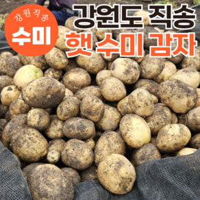 [특품선별] 국내산 강원도 24년 햇감자 수미감자, 1kg(왕특대), 1개