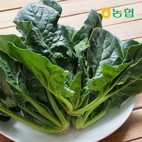 농협선별 신선한 시금치 500g 1kg, 01.신선한 시금치 500g, 1개