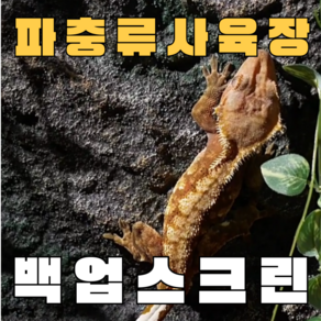 주스터디 극사실 파충류 크레편해 백업스크린, 암석형, 1개, 내츄럴