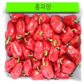 (가락시장까망콩)당일경매 신선하고 아삭한 홍피망 1kg, 1개