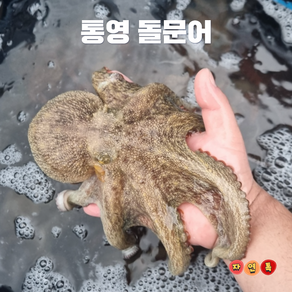 자연톡 문어 산지 직송 통영 국산 남해 돌문어 명절 샐러드, 1개, 1kg