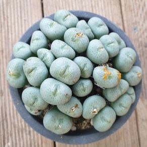 [수암다육] 코노피튬 플라붐 랜덤발송 Conophytum flavum 랜덤발송 다육 다육이 다육식물 576