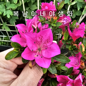 왜철쭉 성휘 [1개 복남이네야생화 모종 일본철쭉 분홍철쭉 아잘레아 azalea], 1개