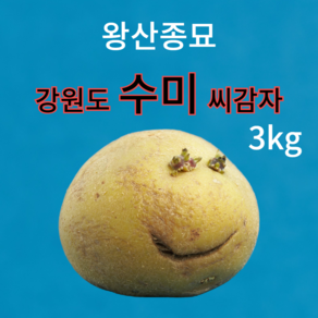 파머스토리 왕산종묘 수미 씨감자 감자 종자, 1박스, 3kg