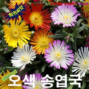 경사지에 지피식물 오색송엽국 25립, 1개