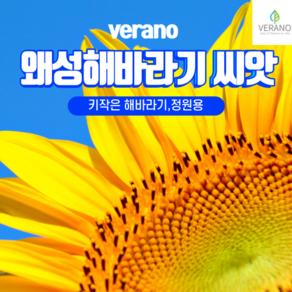 (LT)키작은 미니왜성해바라기씨앗 1kg, 1개
