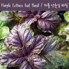 퍼플 상춧잎 바질키우기 Purple Lettuce Leaf Basil 바질 키우기세트 교육용 체험용