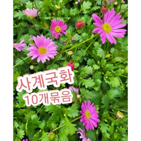 사계국화 10개/사시사철 꽃을 볼수 있는 사계국화꽃