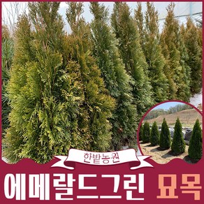 에메랄드그린나무 묘목 80cm 1m 1m20 1m50 울타리나무 조경수 상록수 원예 가드닝 관상수 정원인테리어, 1개