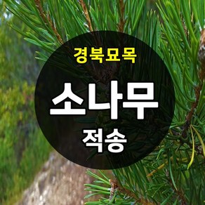 [경북농원] 적송 포트묘1-2년생 / 반송 접목묘1년생