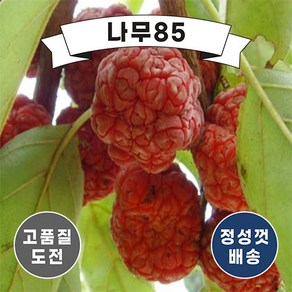 (나무85) 꾸찌뽕 나무 묘목, 1. 접목꾸찌뽕 접1, 1개