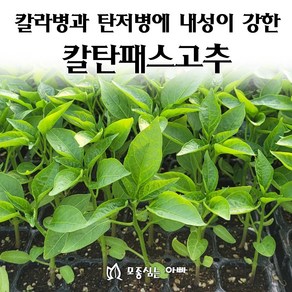 [모종심는아빠] 칼라병과 탄저병에 내성이 강한 칼탄패스고추모종, 모종72개(트레이1판), 1개