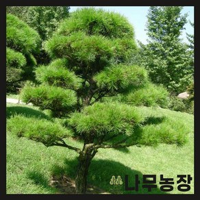 (나무농장) 소나무(적송) 키 80~100cm 플러그, 1개