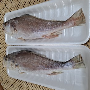 동울산수산손질염장 세척 반건조냉동 침조기 긴가이석태 제수용 30cm 3마리, 1개