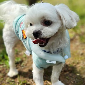 스피드가운 넥쿨러 얼음목걸이 / 여름철 시원해지는 목스카프 대 중 소 애견용 사이즈, 소형 블루(스냅단추), 1개