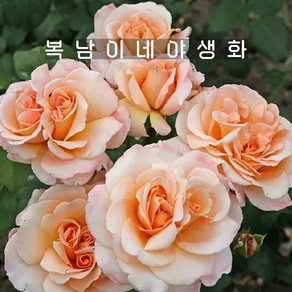 땅장미 오해피데이 [1포트 복남이네야생화 모종 살구장미 로즈 ose], 1개