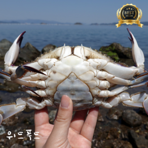 [당일조업]활 꽃게 제철 암꽃게 서해안 알배기 꽃게 냉동저장꽃게NO!, 1개, 활 암꽃게  1kg