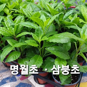 명월초/당뇨초/삼풍초