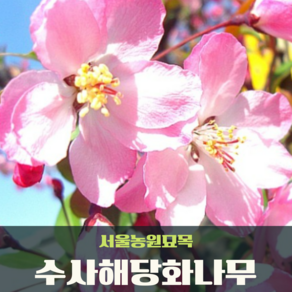 서울농원묘목/수사해당화나무 3년생 분묘 개화주 핑크빛나무 서부해당화 할리아나꽃사과, 1개, 핑크