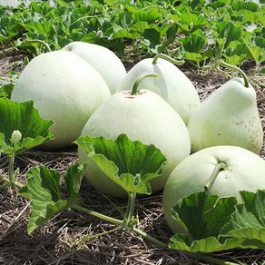 해남 달망 국산손질둥근박, 1개, 2kg