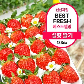 [근기네] 근기네 설향 딸기 금실 킹스베리 알타킹 죽향 장희, 1개, 설향 1kg