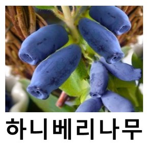 하니베리나무 묘목 수분수 시니카 5치포트묘, 1개