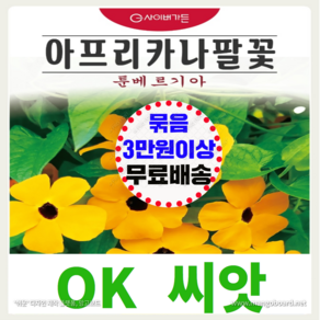 [OK씨앗] [아프리카나팔꽃(툰베르기아)] 나팔꽃꽃씨앗 종자(오케이씨앗), 1개