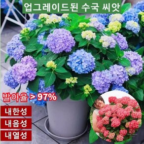 업그레이드된 수국 많고 개화기간이 길며 꽃을 피면 즐겁게 감상할 수 있습니다 50 개/봉지