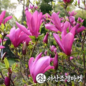 목련나무 묘목 수잔 p9포트 서산조경마켓, 1개