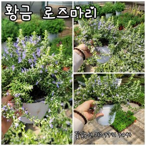 로즈마리 황금로즈마리 한정판매 50개 특 랜덤 공기정화식물/미세먼지/공기정화효과 공기정화식물