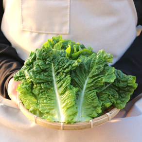 [농산물마루] 국내산 상추 청상추, 1박스, 2kg