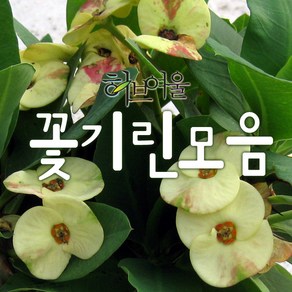 [허브여울꽃기린] 꽃기린 모음 (빨강/핑크/화이트/대왕꽃기린노랑) 지름 9~15cm 다육선인장화분, 꽃기린흰색15센티중품, 1개