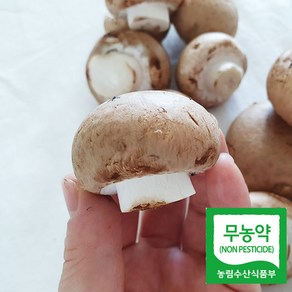 [당일수확] 일반 양송이보다 더욱 쫄깃하고 향긋한! 브라운 양송이버섯 1kg, 1개