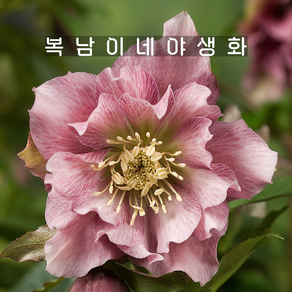 핑크 헬레보루스 [1포트 복남이네야생화 모종 크리스마스로즈 helleborus]