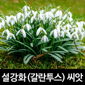 설강화 씨앗 갈란투스 종자 스노우드롭 꽃씨 씨 10알