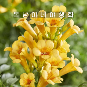 능소화 골든트럼펫 [1포트 복남이네야생화 모종 campsis], 1개