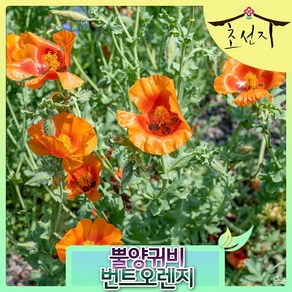 [초선지] 3개묶음 혼포피 번트오렌지 10센치 야생화, 뿔양귀비(3개), 3개
