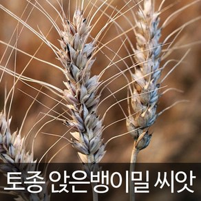 앉은뱅이밀 씨앗 토종밀 종자 재래종 호밀 씨 300알, 1개