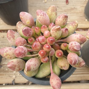 [수암다육] 곤봉 랜덤발송 Adromischus cristatus 다육 다육이 다육식물 국민다육 다육이키우기 선인장 미니선인장