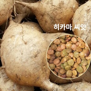 비그린몰 히카마 맥시코감자 씨앗 100립 (얌빈), 1개