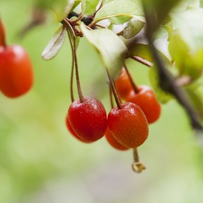 보리수나무 묘목 (결실주) 2년생 4년생 왕보리수 유실수 정원나무, 1개, 왕보리수 3년생 결실주